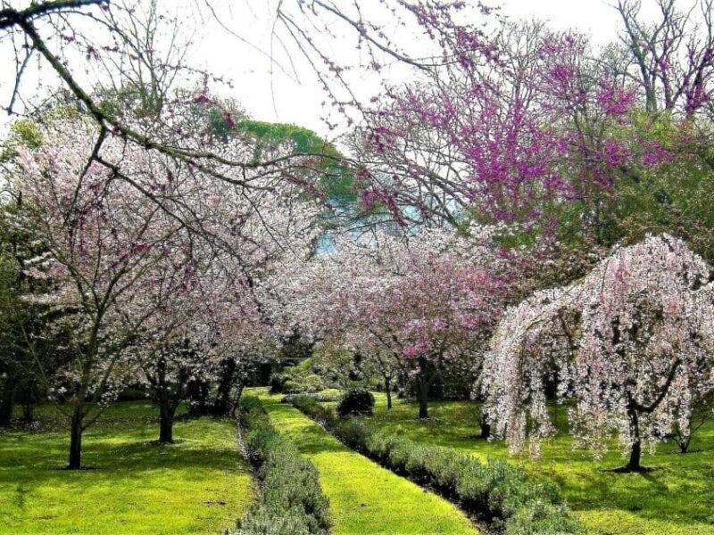 Giardini di Ninfa con alberi in fiore e prato verde vicino all’Agriturismo Ali e Radici